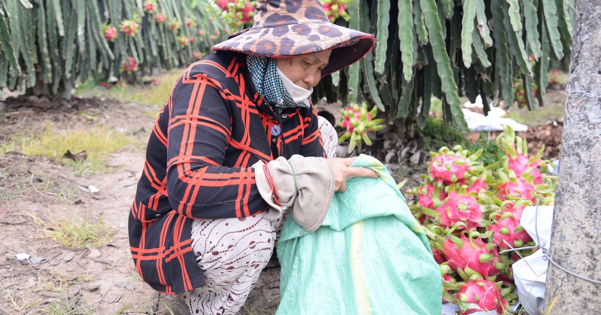 Thanh long nghịch vụ ở Đồng Tháp rớt giá cận Tết, nhà vườn buồn hiu