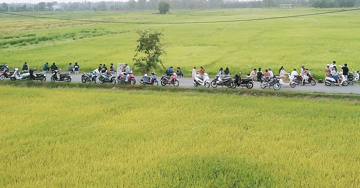 Cánh đồng lúa ở Xuân Thới Sơn hút khách ngắm hoàng hôn