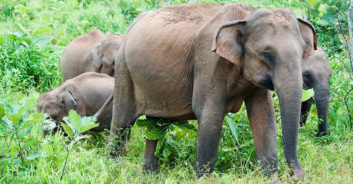 Bí ẩn màu sắc: Vì sao động vật có vú hiếm khi rực rỡ như chim và cá?