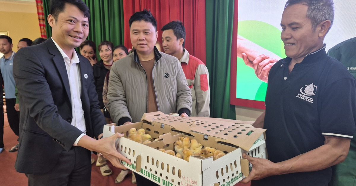 Trao 15.000 con gà giống giúp người dân vùng cao xóa nghèo