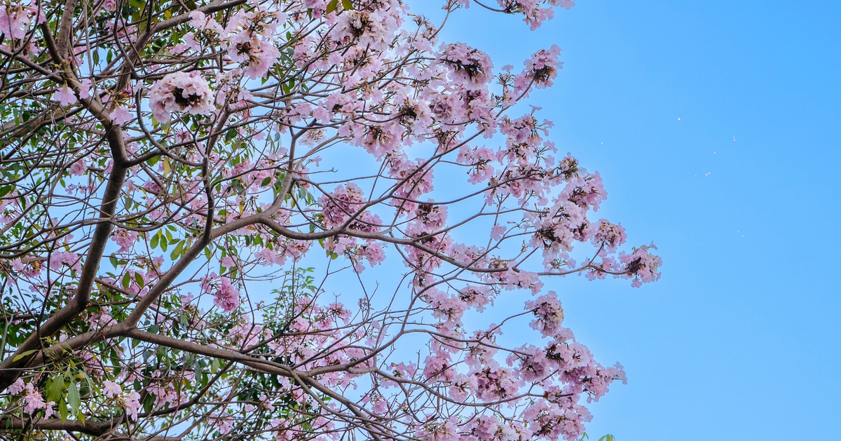 Hoa kèn hồng nở rộ tại nhiều tuyến đường ở TP.HCM