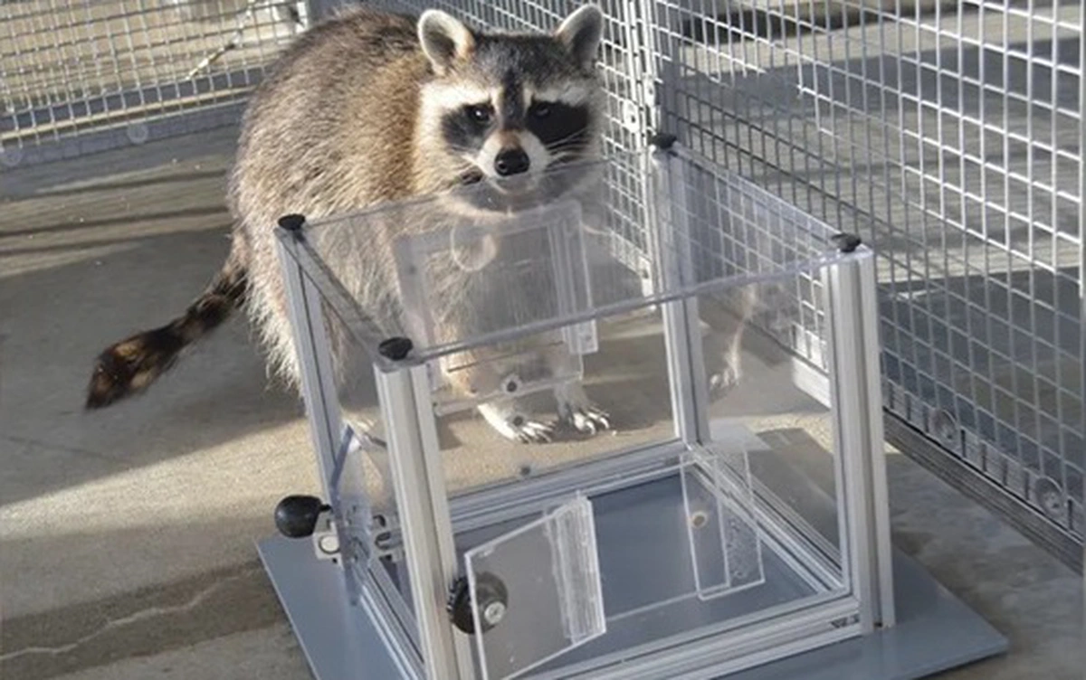 Khoa học bất ngờ phát hiện gấu mèo ‘mê’ giải đố