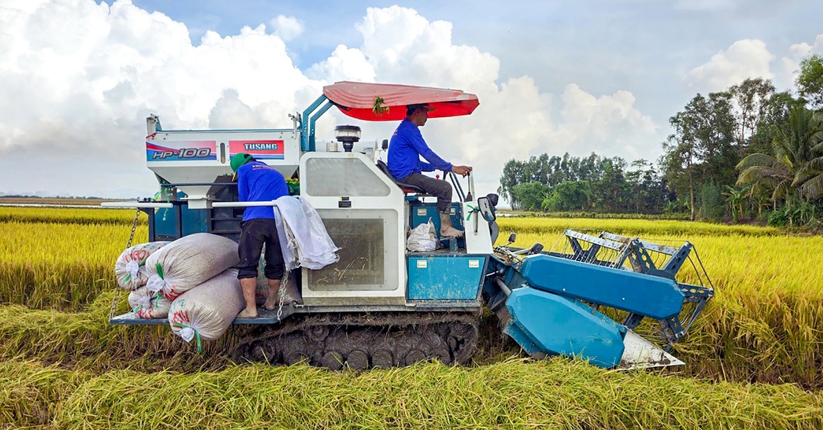 Giá lúa gạo giảm, đại diện Cục Trồng trọt và Bảo vệ thực vật đề xuất chính sách mua dự trữ