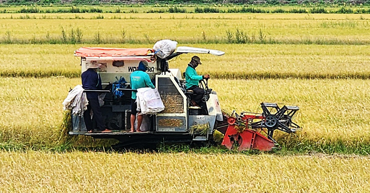 Đề xuất chính sách thu mua dự trữ lúa gạo