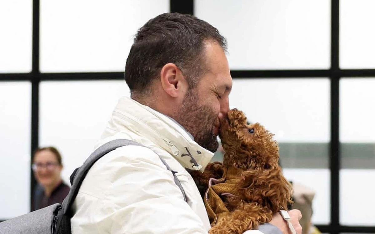 Thú cưng bị bỏ rơi, thậm chí bị yêu cầu an tử khi chủ rời đi vì chiến sự Trung Đông