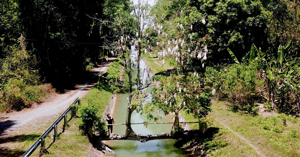 Cầu cây gòn độc lạ ở An Nhơn Tây (TP.HCM), du khách mong đừng ai làm hại cây