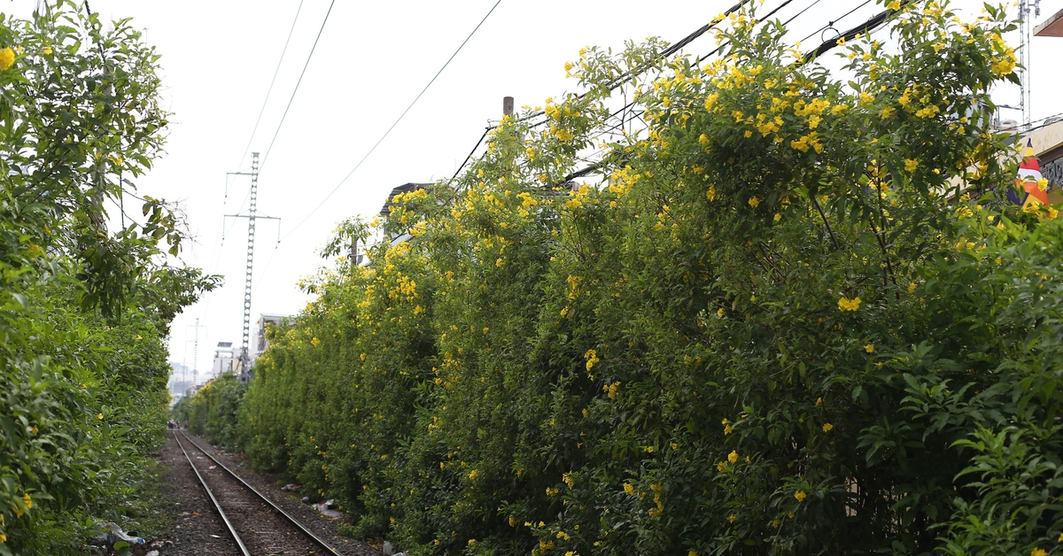 Hoa huỳnh liên nở rực trên nhiều tuyến đường tại TP.HCM