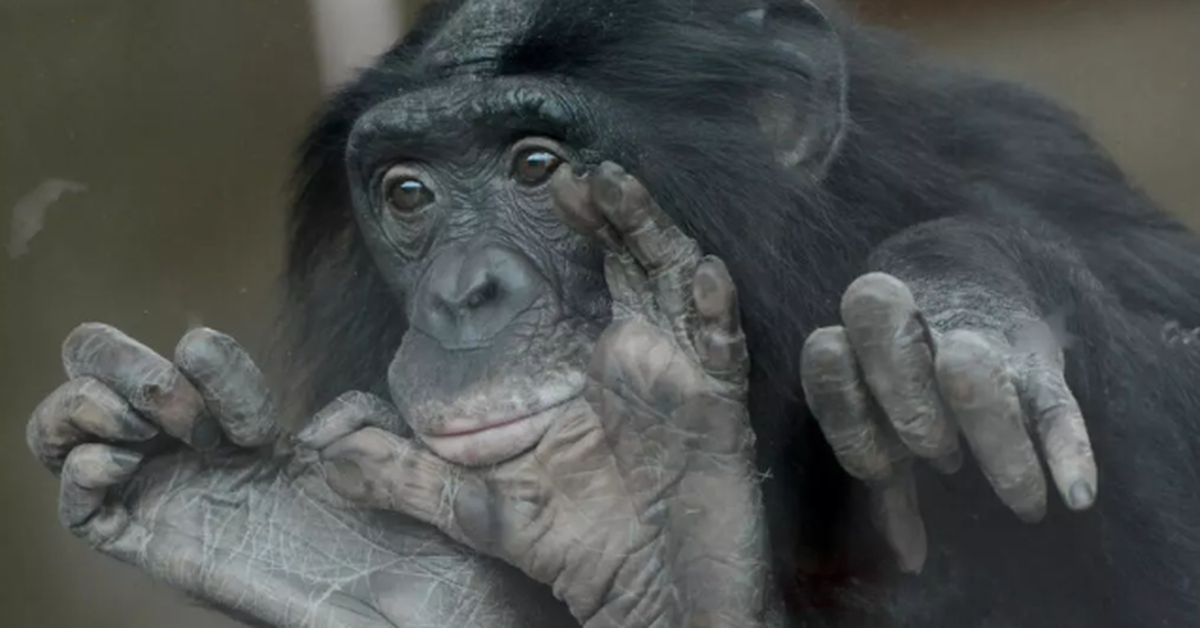 Sốc: Vượn bonobo 'hiền lành' hóa ra rất dữ, chuyên bắt nạt con đực