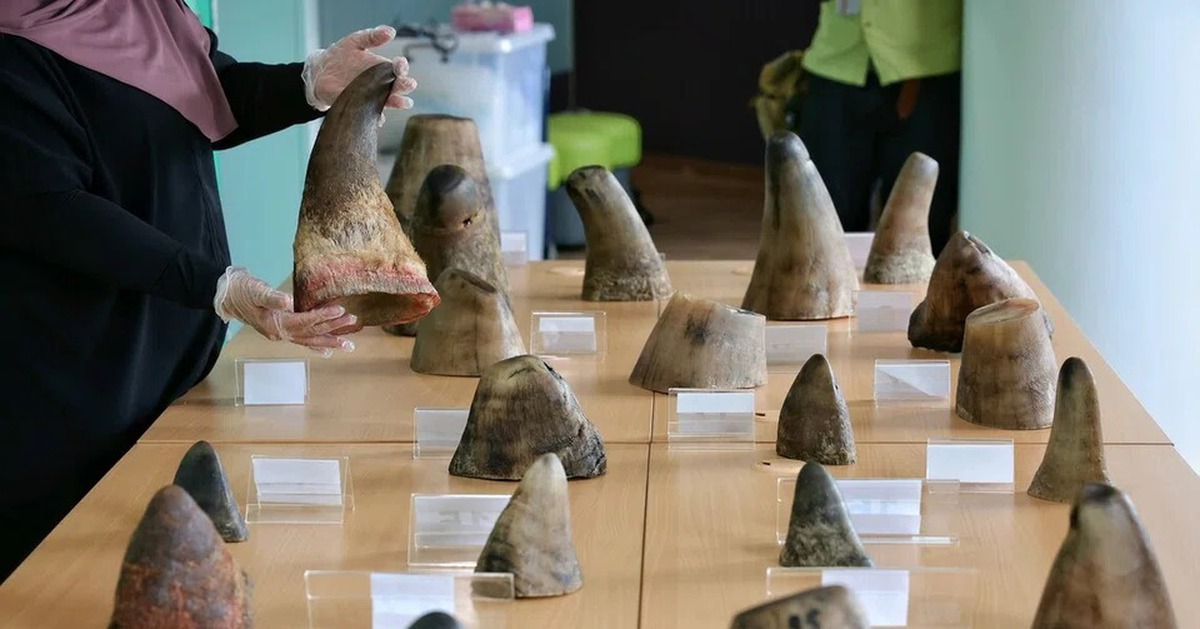 Nam Phi bắt chủ trang trại người Việt Chu Dang Khoa vì buôn lậu sừng tê giác