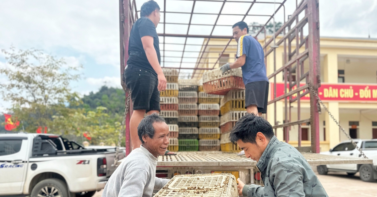 Tâm lũ Mỹ Lý ngày trở lại: Đàn gà giống gây dựng cuộc sống no ấm