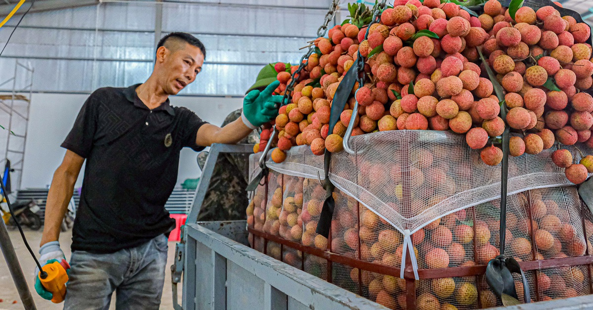 Bắc Ninh xúc tiến xuất khẩu vải thiều sang Nhật Bản