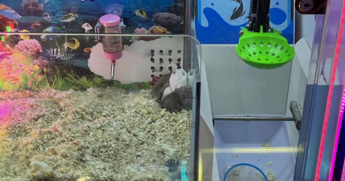 Bỏ chuột hamster sống vào máy gắp thú để câu khách, cửa hàng Trung Quốc bị phản ứng dữ dội