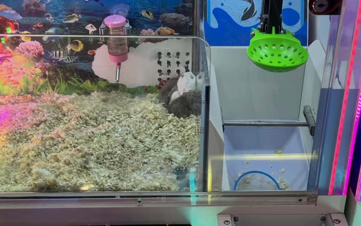 Bỏ chuột hamster sống vào máy gắp thú để câu khách, cửa hàng Trung Quốc bị phản ứng dữ dội