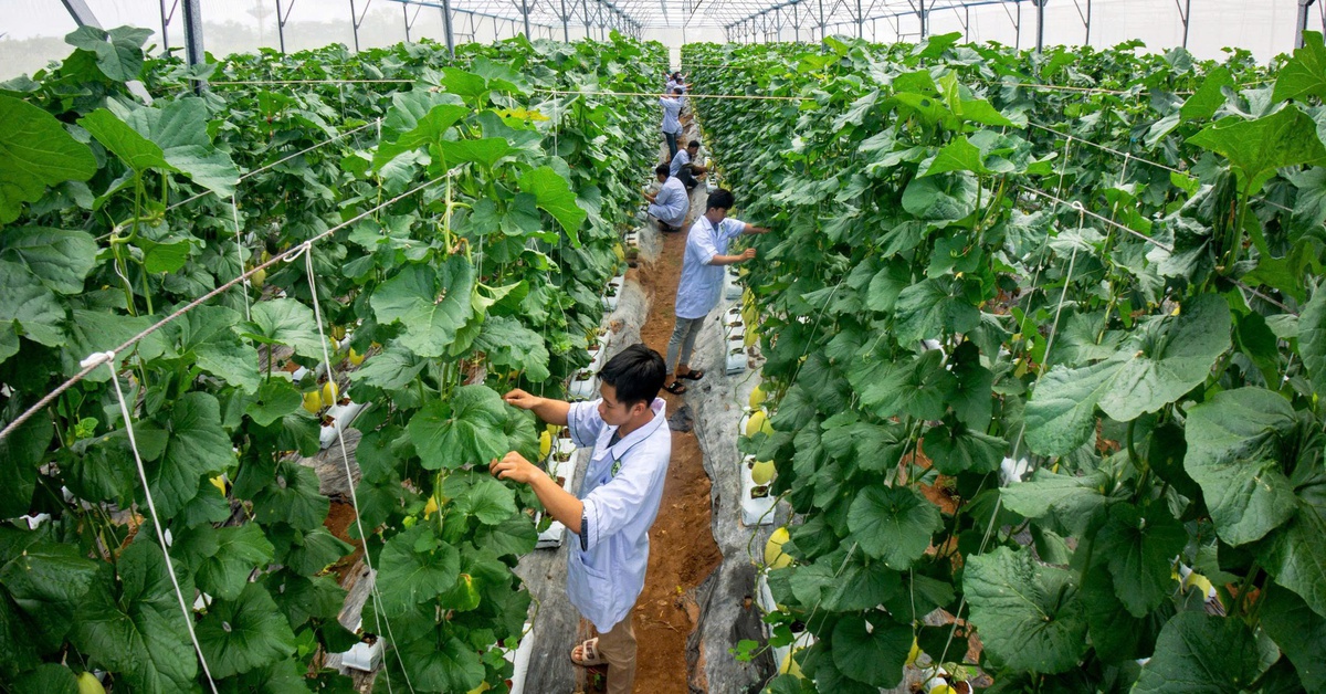 Trường đại học Cửu Long: Tuyển sinh đa ngành, nhiều chính sách hỗ trợ sinh viên