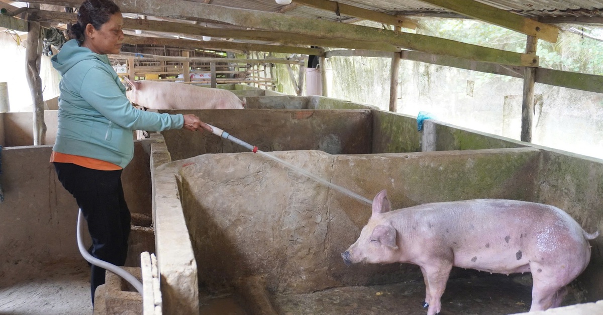 Thức ăn chăn nuôi tăng, giá bán thịt giảm, nhiều hộ dân ngại tái đàn