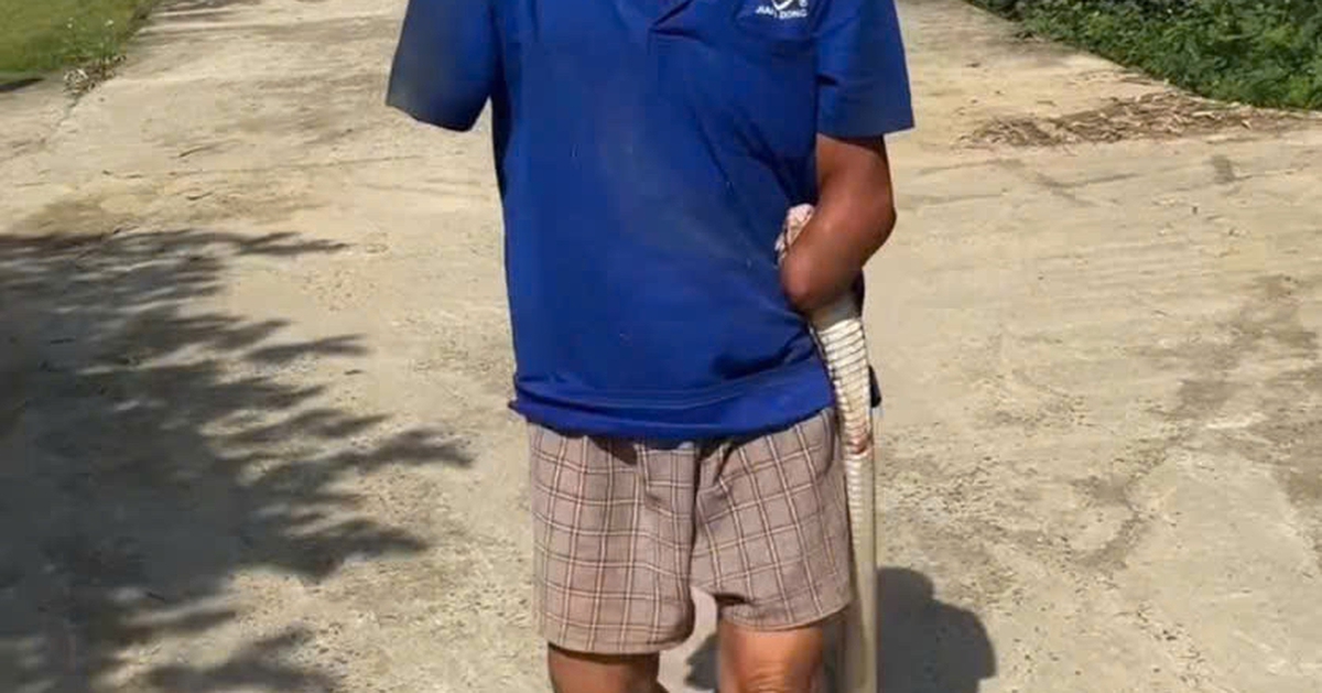 Cụ ông cụt hai tay kẹp con rắn hổ mang về nhà sau khi bị cắn