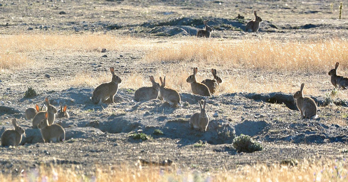 Thỏ hoang bùng nổ, Úc đau đầu với 'đội quân' hơn 200 triệu con