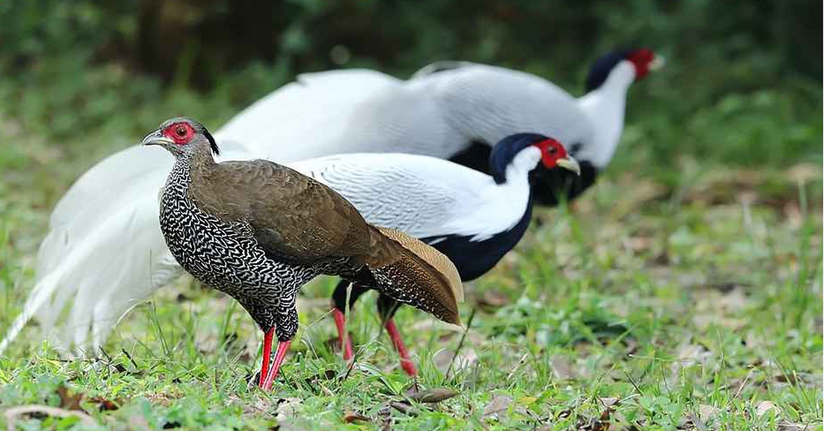 Công an TP.HCM khởi tố người nuôi trái phép 66 gà lôi