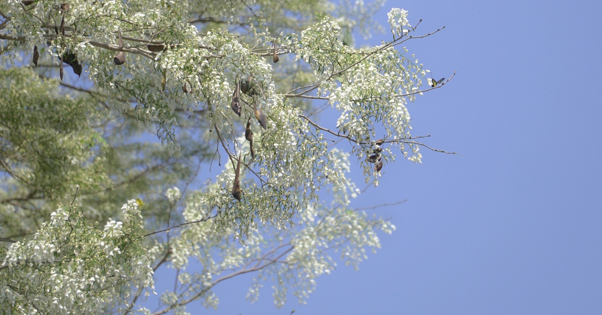 Cây hoa sưa bung nở đẹp nhất Hà Nội hút khách check-in