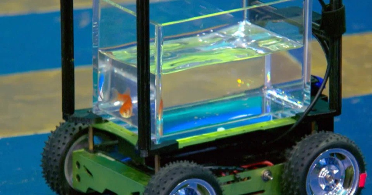 Cá vàng 'lái xe' lập kỷ lục Guinness