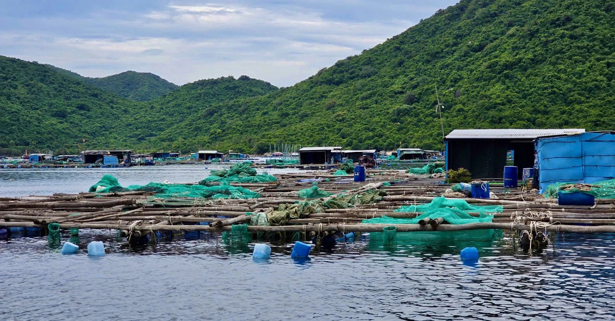 Chính quyền buộc tháo dỡ các lồng bè tại khu vực Hòn Nưa trong vịnh Vũng Rô