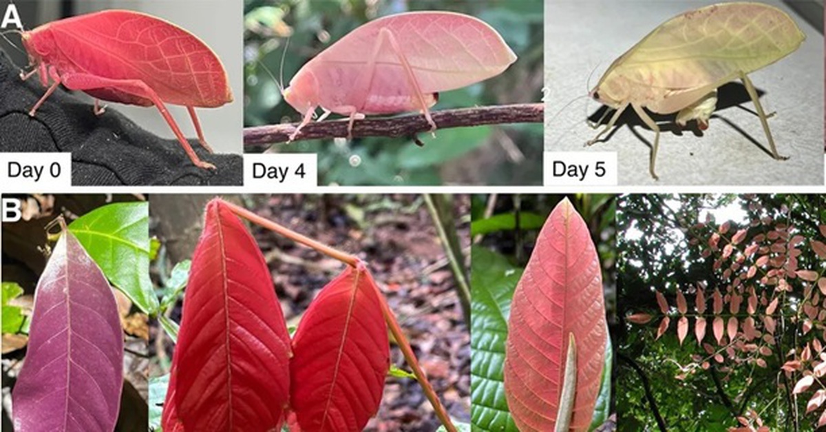 Chiêu ngụy trang tinh vi của muồm muỗm khiến khoa học bất ngờ