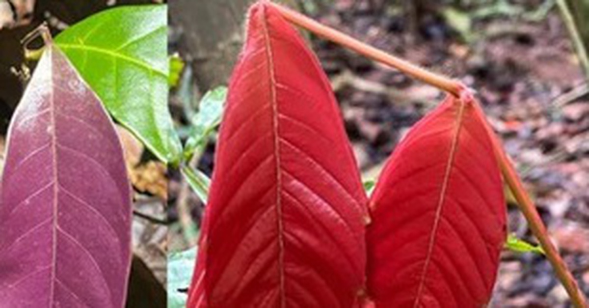 Chiêu ngụy trang tinh vi của muồm muỗm khiến khoa học bất ngờ