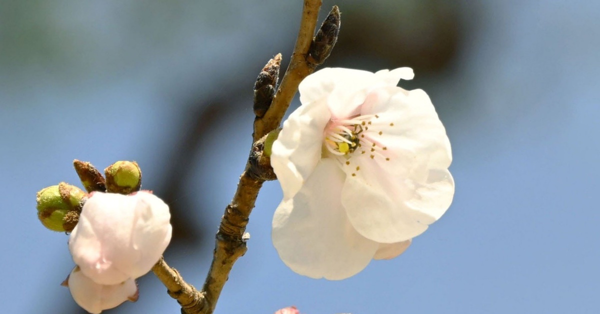 Mùa hoa anh đào chính thức bắt đầu tại ‘đất nước mặt trời mọc’