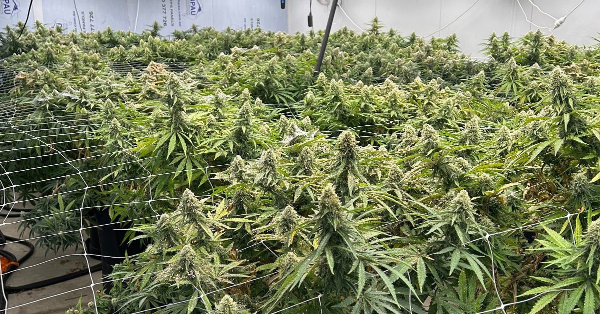 Cần sa không hiệu quả trong điều trị các rối loạn tâm thần phổ biến