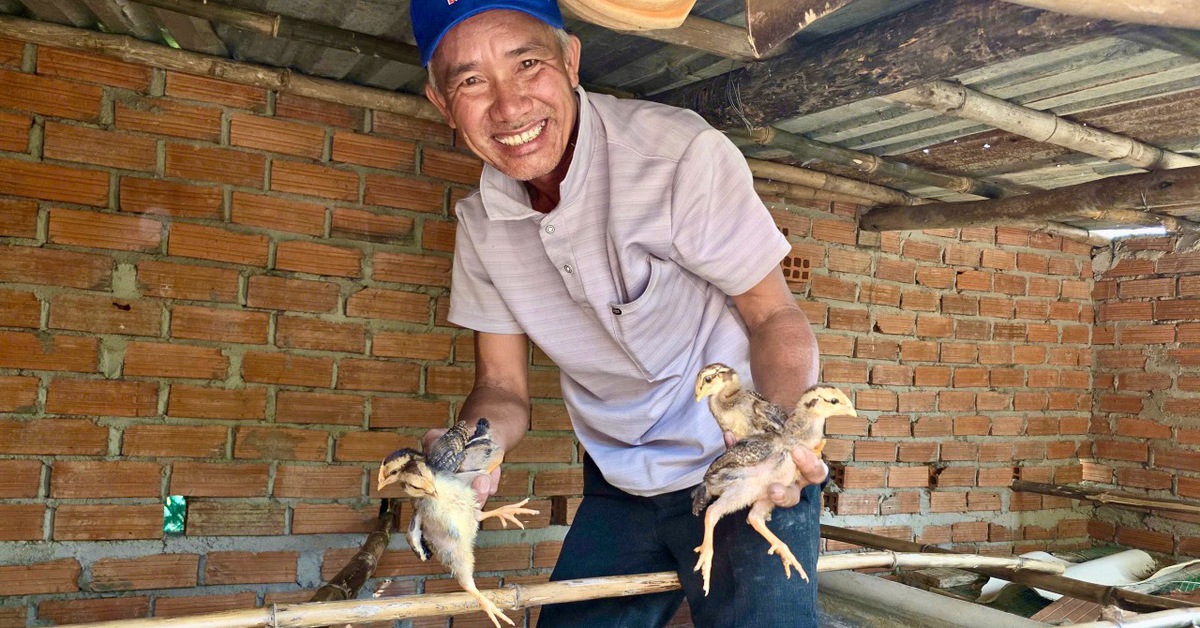 Mất đàn gà sau lũ, người dân Bình Định vui mừng nhận gà giống để tái đàn