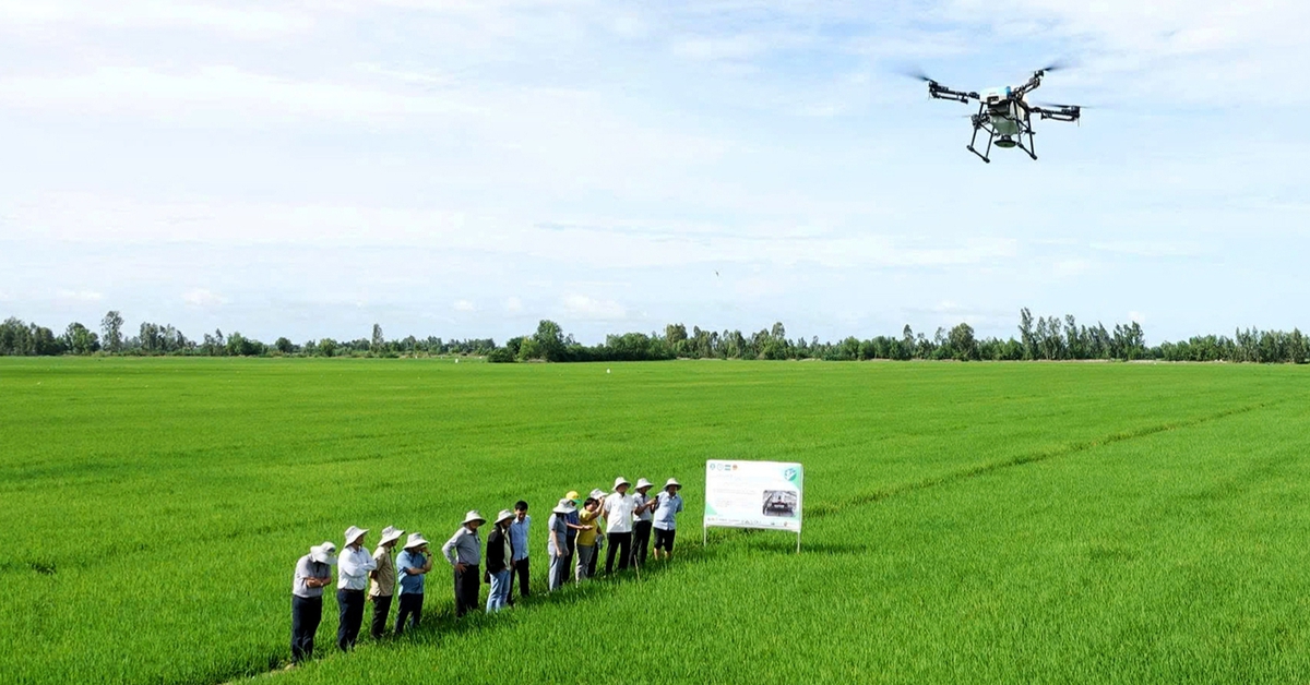 1 triệu ha lúa chất lượng cao: Có lời nhưng nông dân chưa mặn mà, vì sao?