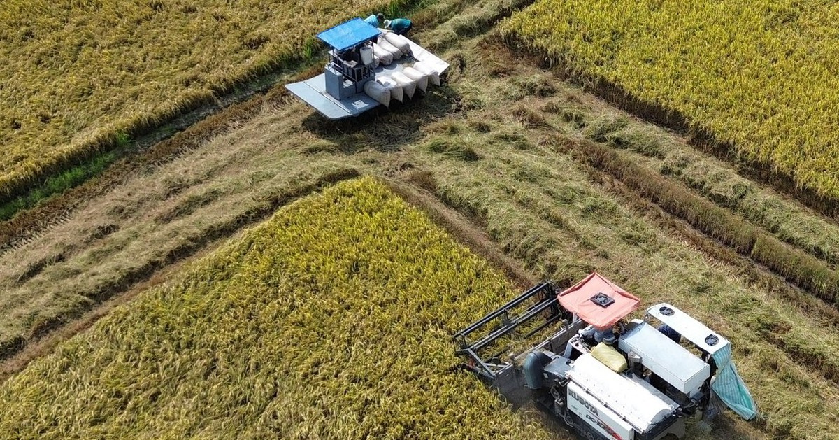 Lúa đông xuân thoát hạn mặn, đạt năng suất cao nhưng giá giảm