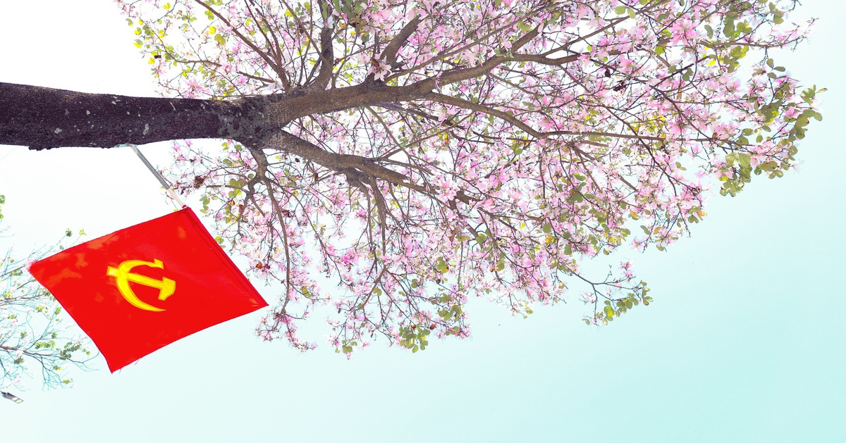 Hoa ban tím nở rộ ở A Lưới, 'kéo' Tây Bắc về xứ Huế