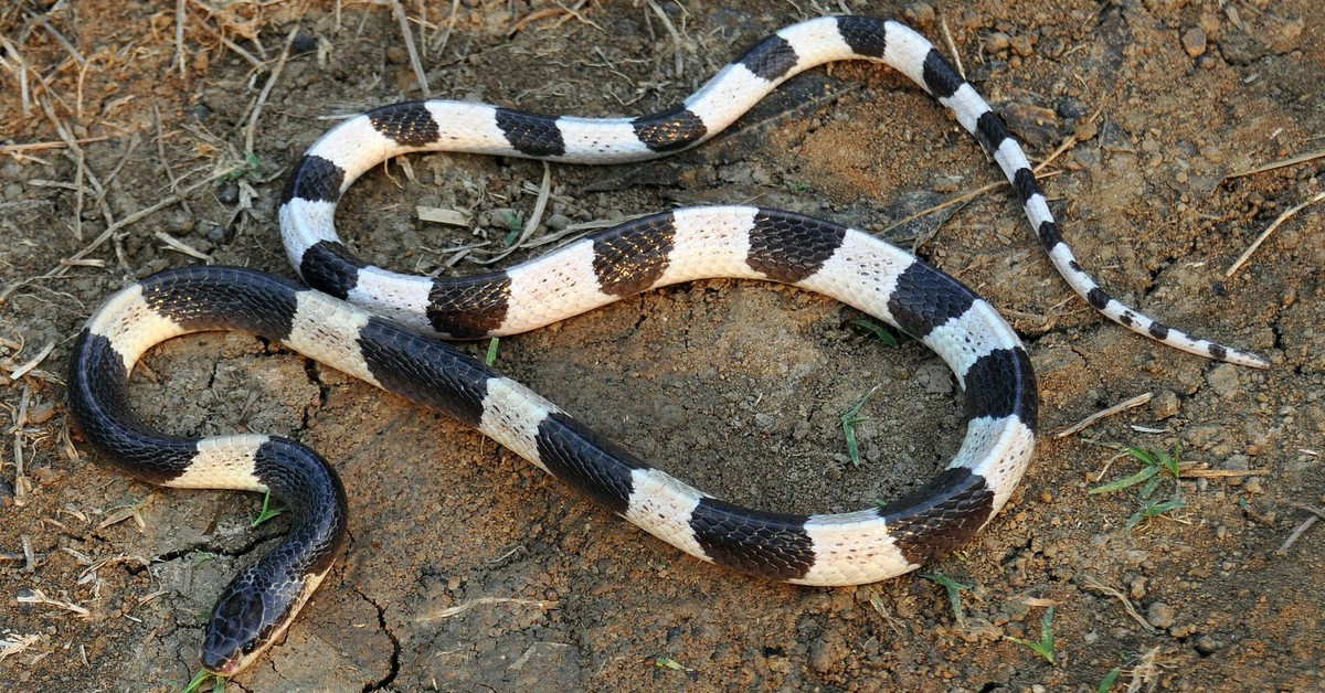 Hành khách đi máy bay hỗ trợ đưa huyết thanh từ TP.HCM ra Huế cứu sống bé gái bị rắn cạp nia cắn