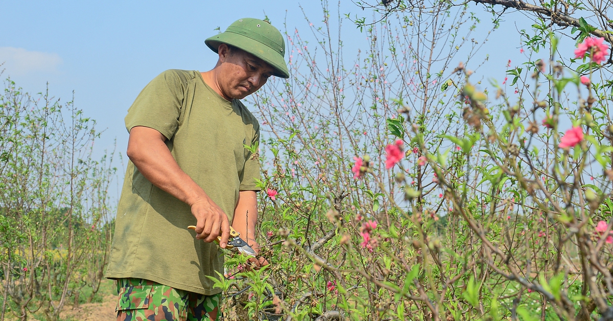 Làng đào Nhật Tân, quất Tứ Liên tất bật vào vụ mới