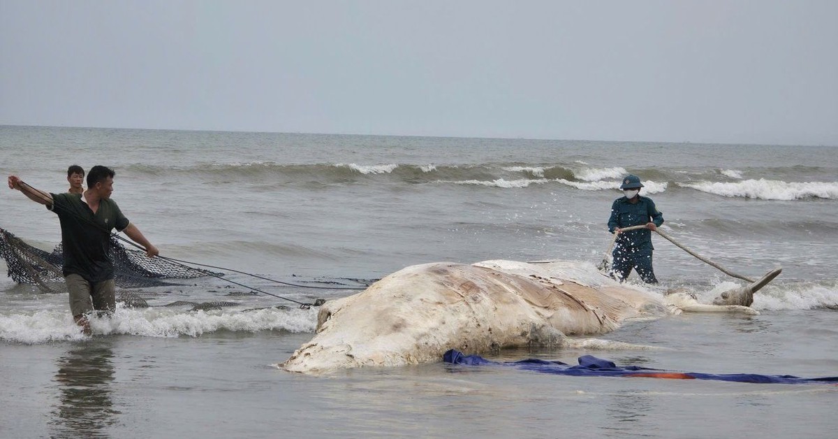 Xác cá voi hơn 5 tấn dạt vào bờ biển Nghệ An
