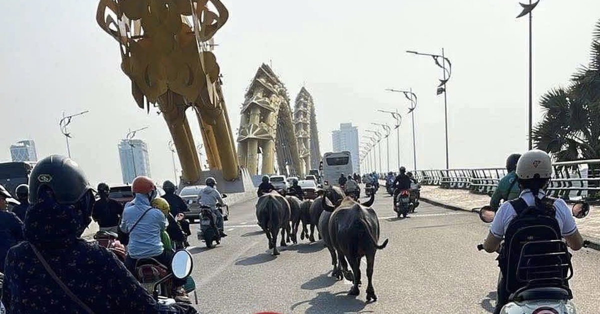Bầy trâu 'đi lạc' lên cầu Rồng và trung tâm Đà Nẵng, chính quyền đang kiểm tra