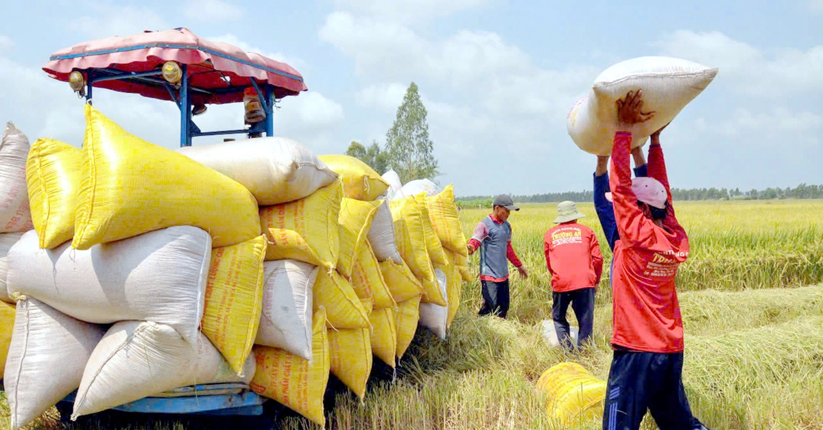 Loạt chỉ đạo mới của Bộ Công Thương về xuất khẩu gạo, đưa vào đề án đặc biệt để mở thị trường