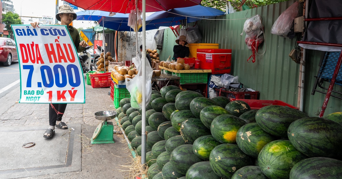 Cam sành, dưa hấu, thanh long, xoài... rớt giá thê thảm, điểm bán đổ thành đống