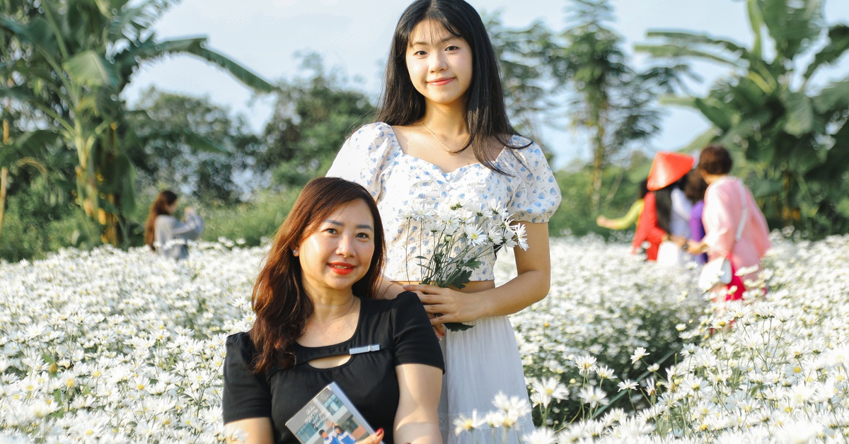 Vườn cúc họa mi trái mùa hút khách check-in giữa lòng Đà Nẵng