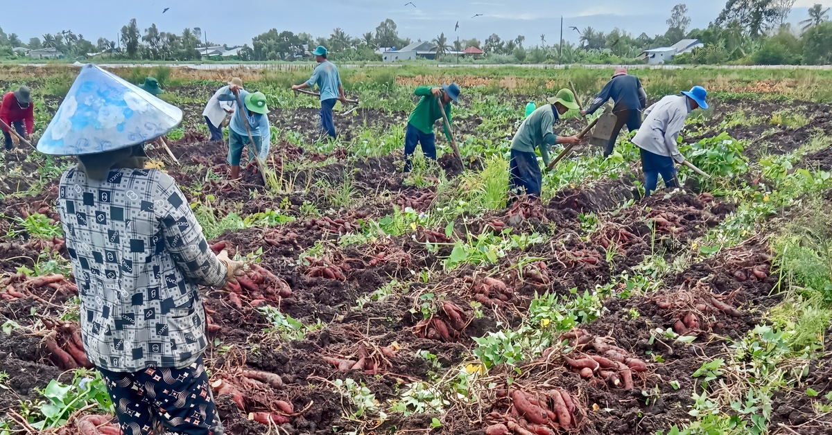 Khoai lang tăng 3.000-4.000 đồng/kg, nông dân An Giang thu lợi nhuận trăm triệu