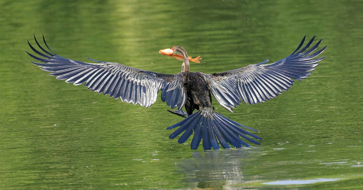 Ngắm bầy chim cổ rắn quý hiếm về săn cá tại hồ Bán Nguyệt, TP.HCM