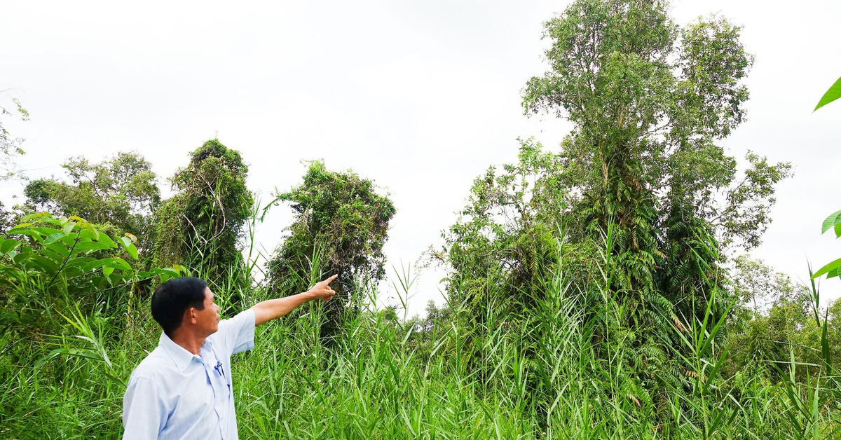 Rừng tràm U Minh Thượng tái sinh, nhiều cây cao hơn 10m sau trận cháy 2002