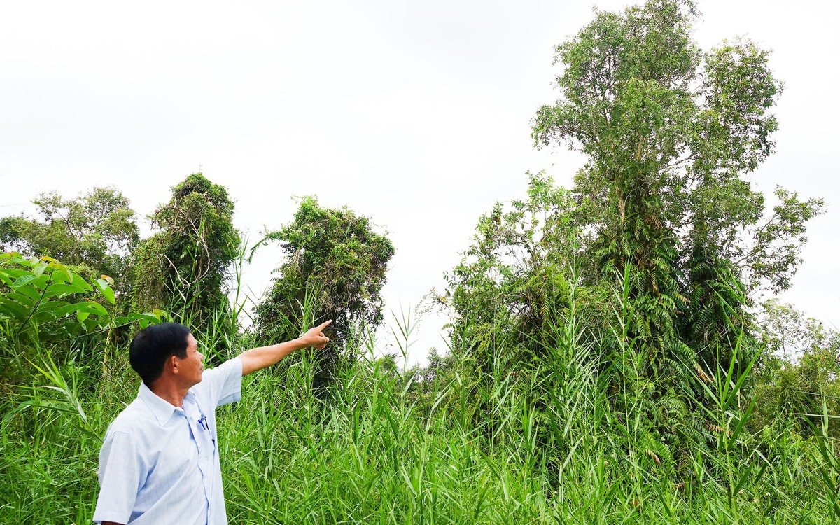 Rừng tràm U Minh Thượng tái sinh, nhiều cây cao hơn 10m sau trận cháy 2002