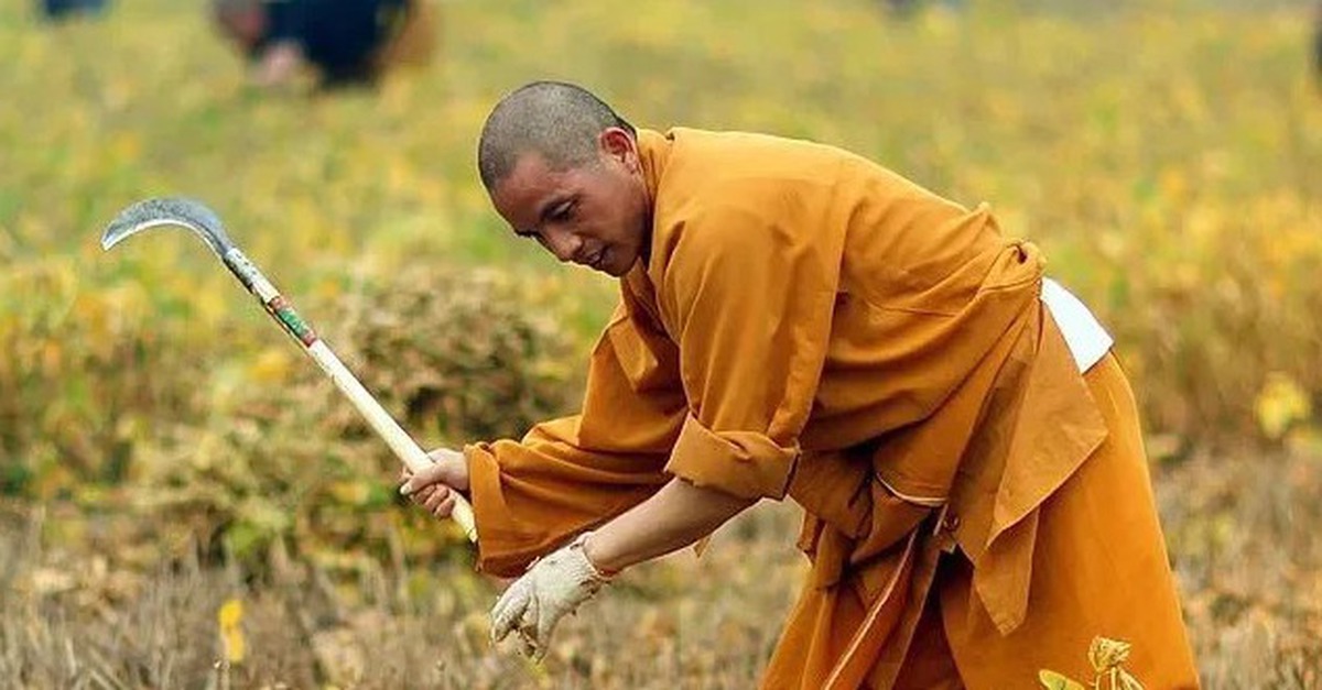 Các nhà sư Thiếu Lâm Tự làm nông