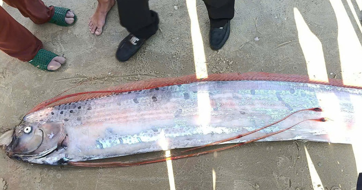 Cá rồng biển hiếm gặp trôi dạt vào biển La Gi được ngư dân chôn cất