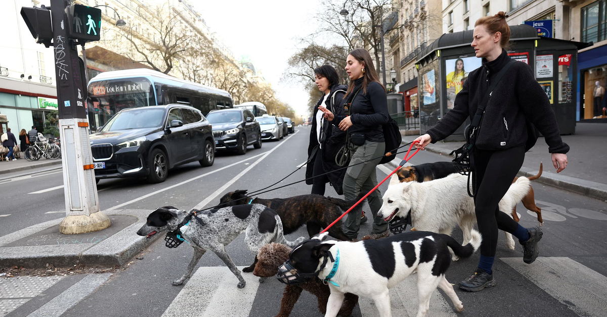 Cuộc đua thị trưởng Paris kịch tính vì thú cưng