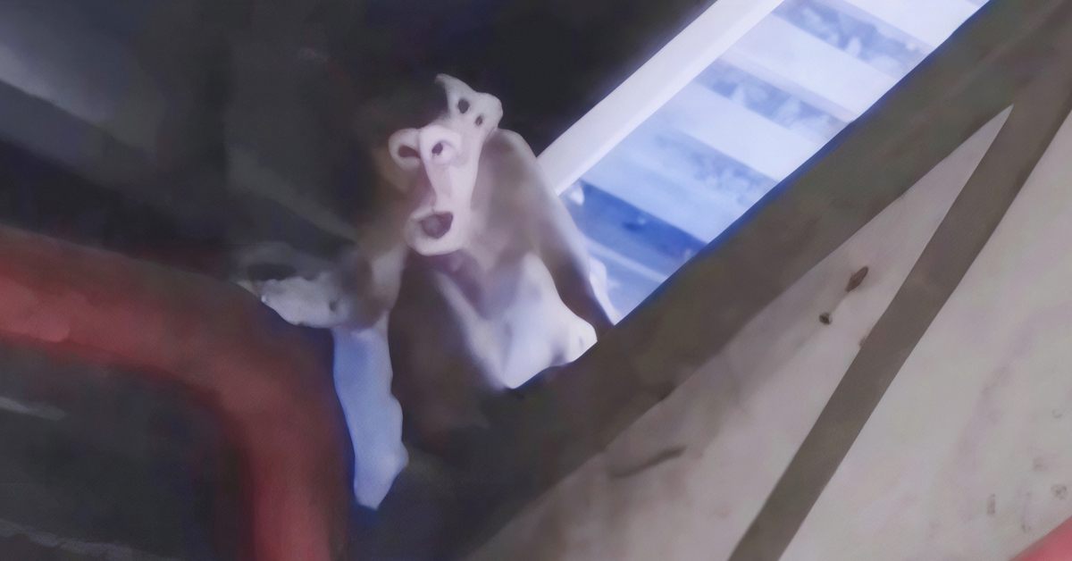 Bắt được 3 con khỉ quậy phá khuôn viên công ty ở xã Xuân Thới Sơn, TP.HCM