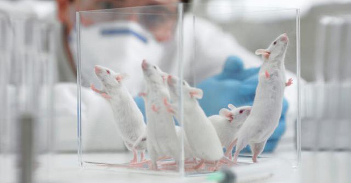 Thử nghiệm trên động vật: Bước ngoặt từ chính sách mới của Hoa Kỳ và những thách thức công nghệ