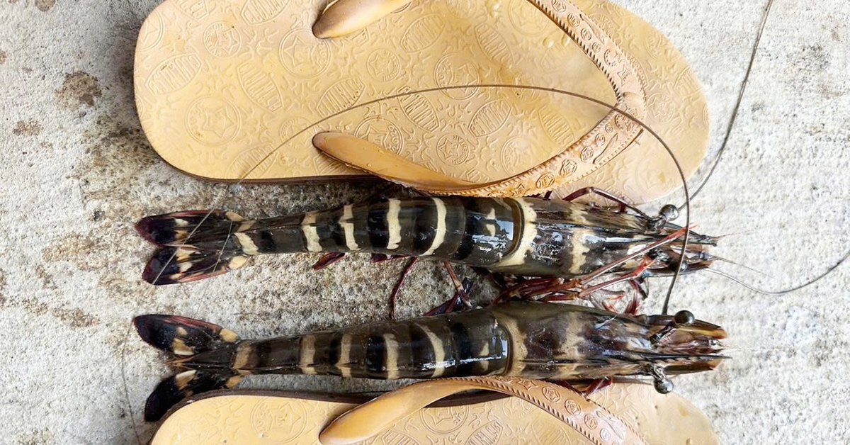 Nông dân Cần Thơ đặt dớn dính cặp tôm sú dài bằng chiếc dép